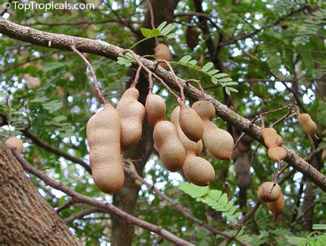  ¿Qué es la Reina del Árbol de Tamarindo y por qué debería interesarte? Una mirada al folclore indonesio del siglo XVII